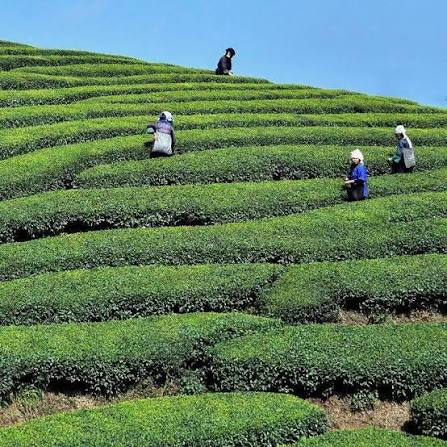 Tea pickers working on terraced tea hills